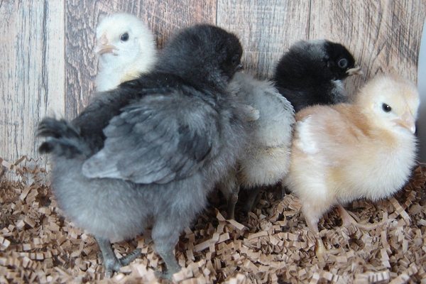 5 Pullet Chicks Week 1 - Barred Rock, Amber White, Lavendar Orpington, Gold Comet & Steel Blue